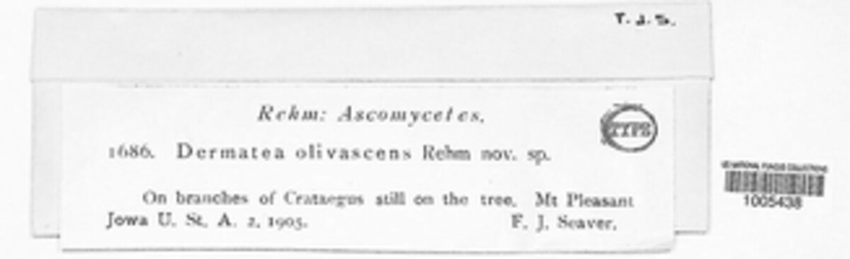 Pezicula olivascens image